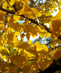 Ginkgo courtesy of Puzzler4879 and Flickr
