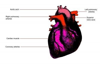The Human Heart