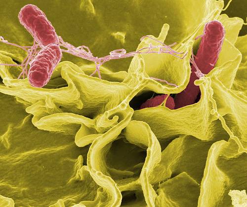 Salmonella in dogs and cats