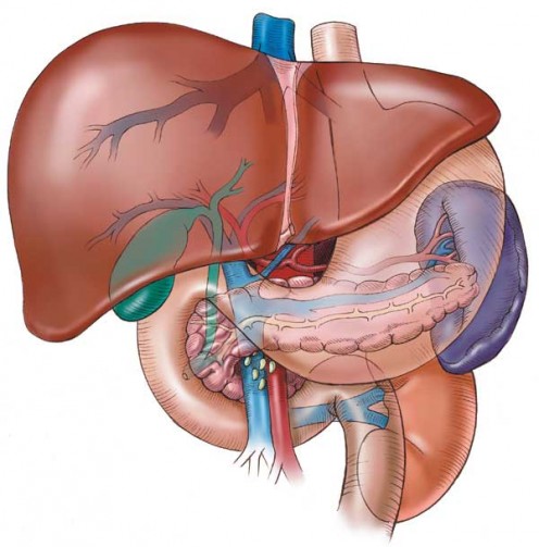 Diagram of the Liver