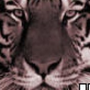 harziz profile image