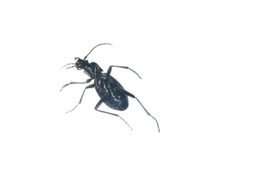 Organic pesticides help control bugs in your organic vegetable garden