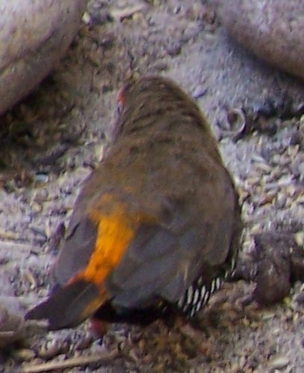 Orange Painted Finch