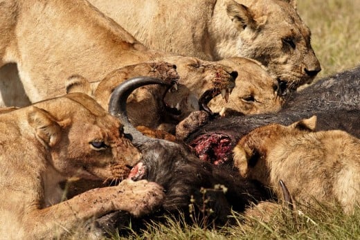 LIONS EATING BUFFALO