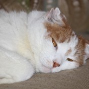 gandy dancer profile image