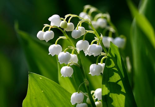Delicate lily-of-the-valley is one of the classic spring wedding flowers.