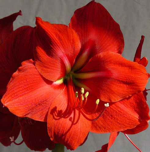 Showy tropical flowers like amaryllis are in season for winter weddings. 