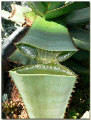 Aloe vera gel natural herb process
