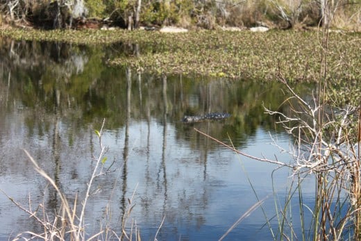 Swimming alligator off Alligator Alley