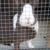 BunnyLover profile image