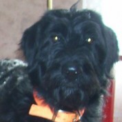 TinkerDoodle profile image