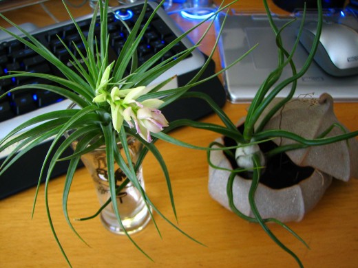 Air Plant