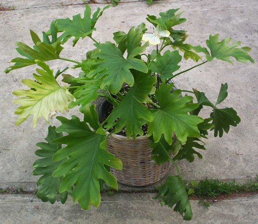 Philodendron