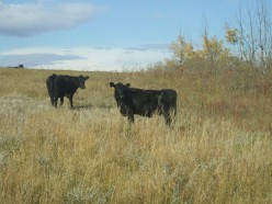 Ethics and Ethical Concerns of Raising Cattle on Pasture vs. The Feedlot