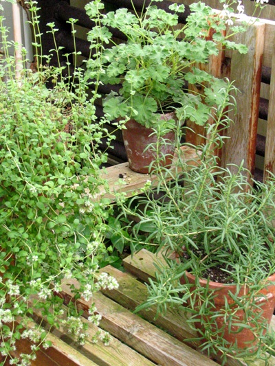 Herbs can be used to create thousands of top herbal remedies!