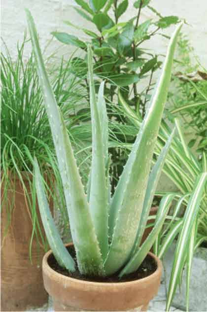 Aloe Vera is a brilliant herbal remedy for burns.