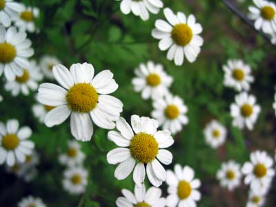 Chamomile is one of the best herbal remedies, treating everything from the common cold to hemorrhoids.