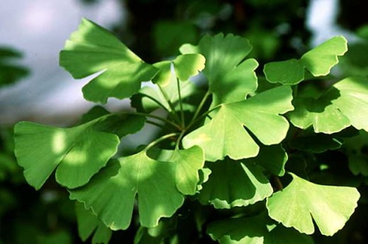 Ginkgo herbal remedies are brilliant for those suffering from memory loss!