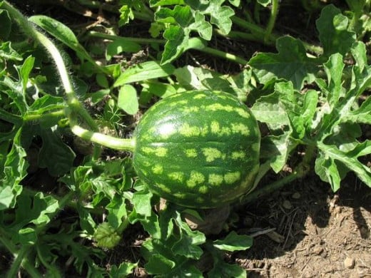 An organic watermelon