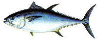 bluefin tuna
