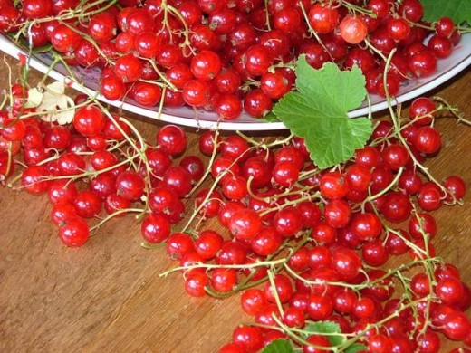 Red currant for juice.