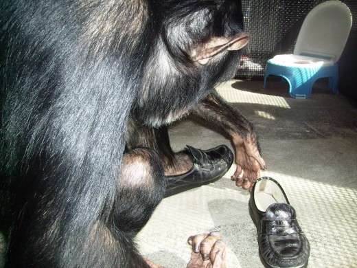 Bow tries on an old pair of SAS shoes  Image Credit: (c) 2010 Aya Katz