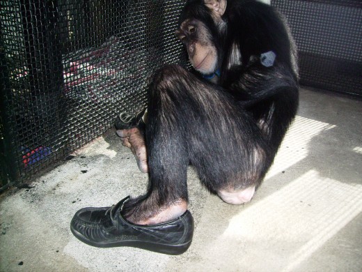 Image Credit: (c) 2010 Aya Katz