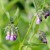 Comfrey - Part of a Healthy Herbal Douche Comfrey - Part of a Healthy Herbal Douche