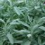 Sage - Part of a Healthy Herbal Douche Sage - Part of a Healthy Herbal Douche