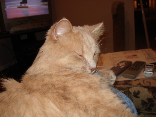 I'm a V.I.C. - Very Important Cat!