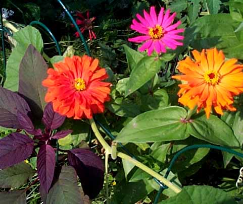 Zinnias are among the easiest annual flowers to sprout and kids love the bright colors. Zinnias make lovely cut flowers.