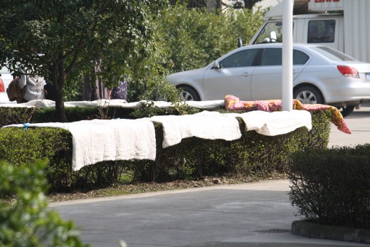 Students air their bedding on return to campus.  Bushes/hedges everywhere are covered with bedding.