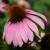 Echinacea is a healing plant Echinacea is a healing plant