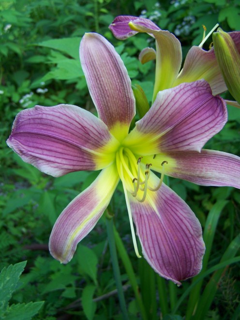 One of my daylilies.