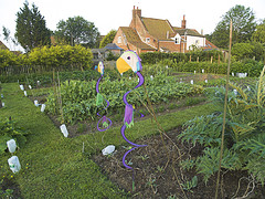 A Beautiful English Allotment Garden