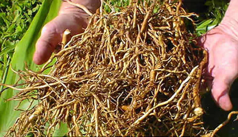 This is what Kava kava root looks like