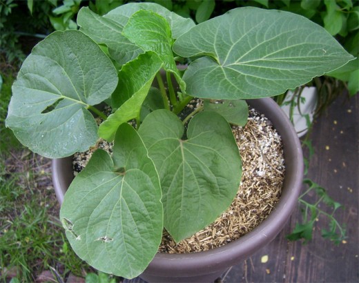 Here is a picture of the Kava Plant, a well known remedy that promotes relaxation and fights stress