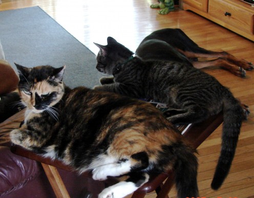Maui and Molly - not usually friends