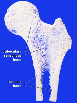 A great illustration showing the infrastructure of trabeculae within a bone. These are the structures that eventually deteriorate with osteoporosis.