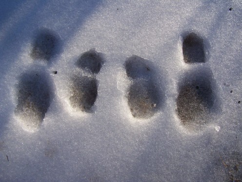 Mine and Boo's snowy footprints. 