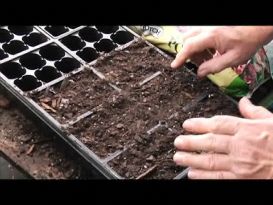 This is a great environment to plant a new seed or a germinating seed. Notice how the soil is not compacted. (Allowing air to reach the seeds)