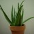 aloe plant aloe plant