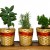 common herbs common herbs