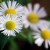 Small white Chamomile flowers from 4freephotos.com 