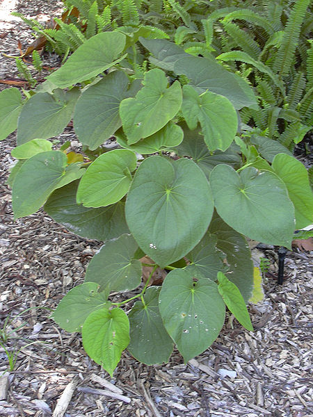 Kava Plant. Copyright Forrest and Kim Starr