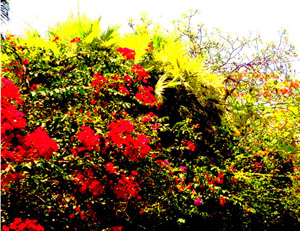Witness the flowering of a new world