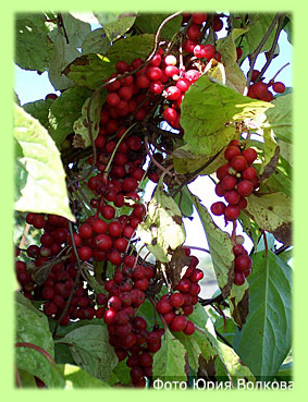 schizandra berries 