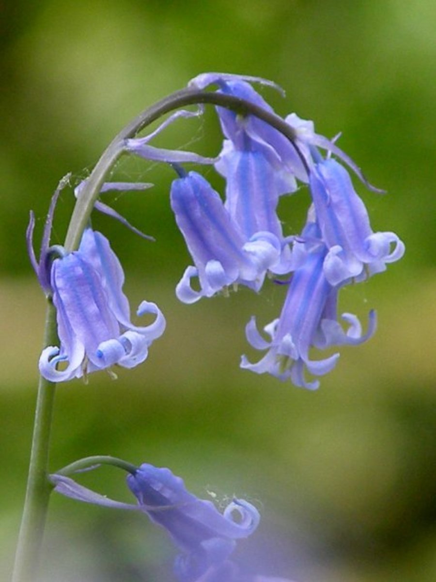 Bluebell Flowers: Beautiful and Whimsical Perennials | Dengarden