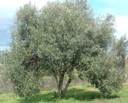 Young Olive Tree
