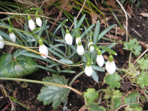 Photo: snowdrops in flower